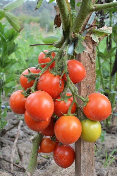 Tomates São Cultivados Solo Orgânico Aberto — Fotografia de Stock