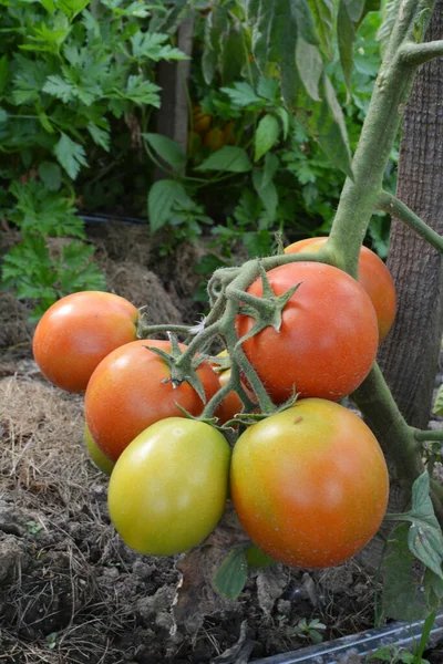 Pomodori Sono Coltivati Terreno Biologico Aperto — Foto Stock