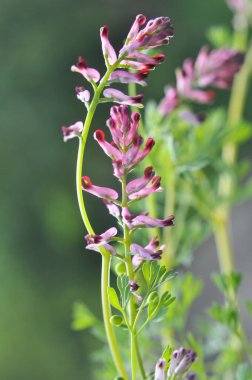 Fumaria officinalis baharda doğada çiçek açar.