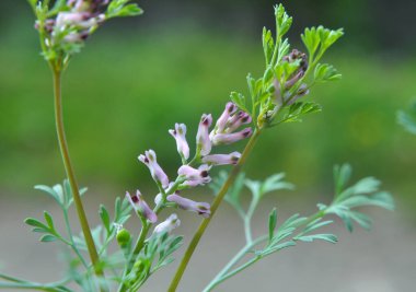 Fumaria officinalis baharda doğada çiçek açar.