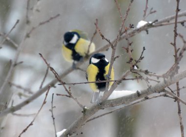 In the wild, a great tit (Parus major) sits on a branch 