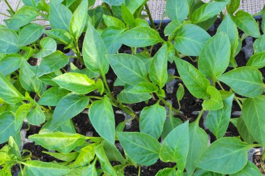 Organik topraklı kasetlerde tatlı biber filizleri yetişiyor.