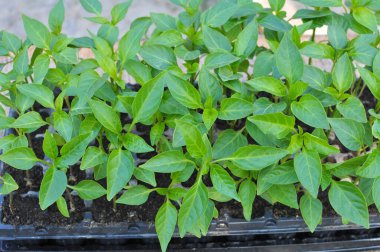 Organik topraklı kasetlerde tatlı biber filizleri yetişiyor.