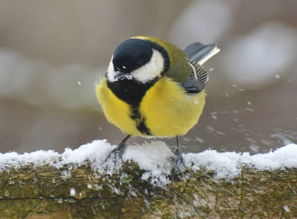 Wild Great Tit Parus Major Sits Branch — Fotografia de Stock