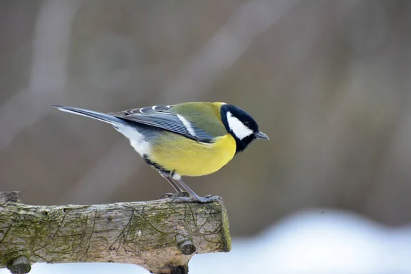 Freier Wildbahn Sitzt Eine Kohlmeise Parus Major Auf Einem Ast — Stockfoto