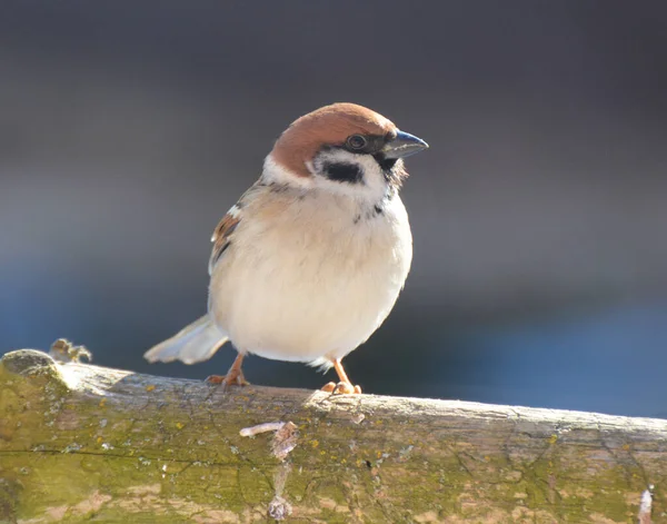 Moineau Des Champs Passer Montanus Est Assis Sur Une Branche — Photo