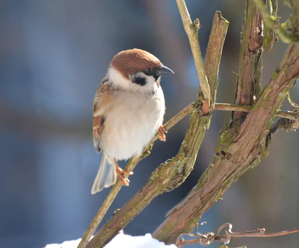 Tarla Serçesi Passer Montanus Vahşi Doğada Bir Dalda Oturur — Stok fotoğraf