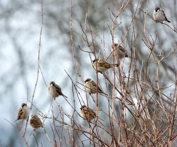 Moineau Des Champs Passer Montanus Est Assis Sur Une Branche — Photo