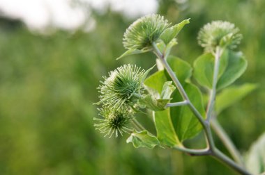 Burdock (Arctium) yazın doğada yetişir
