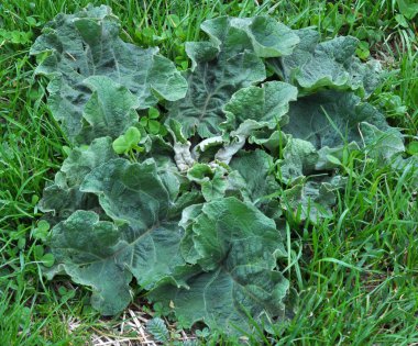Burdock (Arctium) yazın doğada yetişir