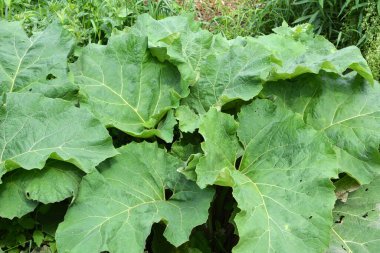 Burdock (Arctium) yazın doğada yetişir