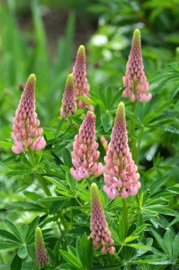 Baharda bahçede luplar açar.