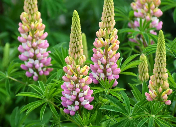 Våren Trädgården Blommar Lupin — Stockfoto