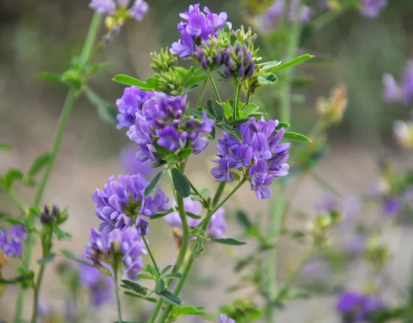 Field Blooming Alfalfa Which Valuable Animal Feed — Stock Photo, Image