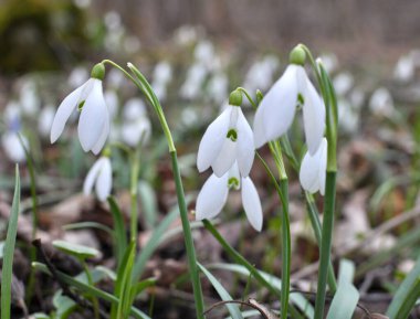 Ormanda ilkbahar karlarında (Galanthus nivalis) çiçek açar..