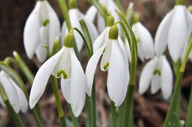 Ormanda ilkbahar karlarında (Galanthus nivalis) çiçek açar..