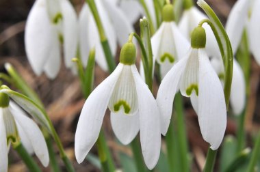 Ormanda ilkbahar karlarında (Galanthus nivalis) çiçek açar..