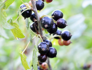 (Ribes nigrum) Çalı meyveleri olgun frenk üzümü vardır).