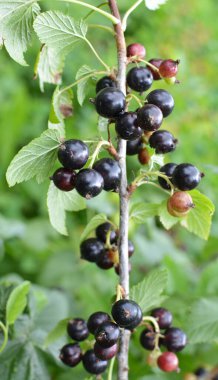 (Ribes nigrum) Çalı meyveleri olgun frenk üzümü vardır).