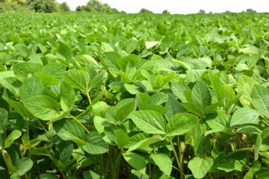 Yazın ortasında bir tarlada soya fasulyesi yetiştirirken.