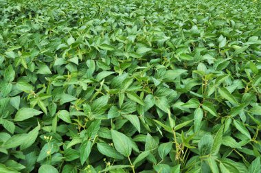 Yazın ortasında bir tarlada soya fasulyesi yetiştirirken.