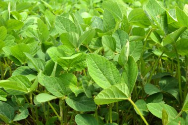 Yazın ortasında bir tarlada soya fasulyesi yetiştirirken.