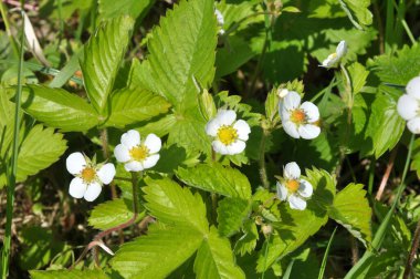 Baharda, bahçede çilekler açar. 