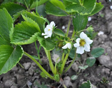 Baharda, bahçede çilekler açar. 