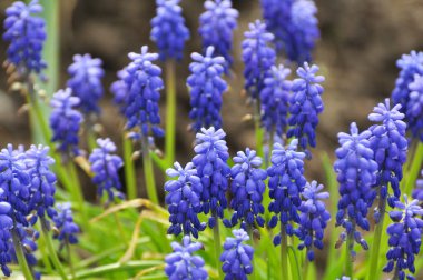 Muscari baharda çiçek açar.