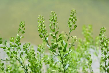 Doğada, Thlaspi arvense yabani otların arasında yetişir.