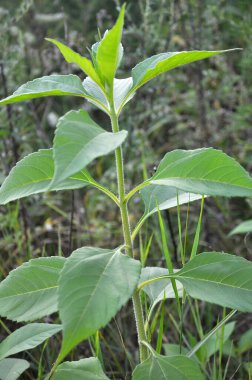 Kudüs enginarı (Helianthus tüberosus) bahçede açık alanda yetişir.