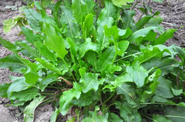 Sorrel bahçedeki açık organik toprakta yetişir.