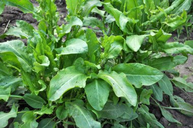 Sorrel bahçedeki açık organik toprakta yetişir.