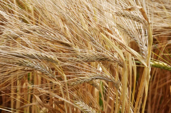 Background of barley ears ripening in the field