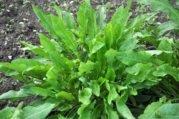 Sorrel bahçedeki açık organik toprakta yetişir.