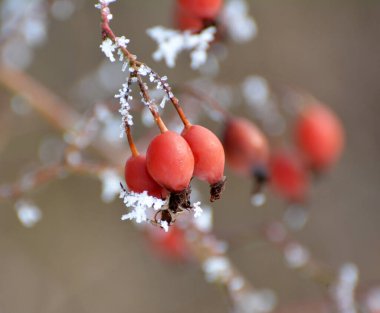 Kışın, kırmızı böğürtlenler bir gül dalına asılır. 