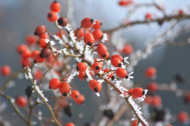 Kışın, kırmızı böğürtlenler bir gül dalına asılır. 