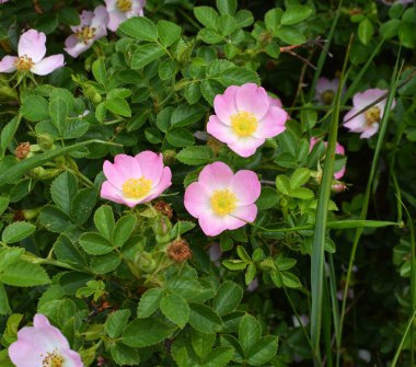 Baharda, yaban gülü filizlenir.