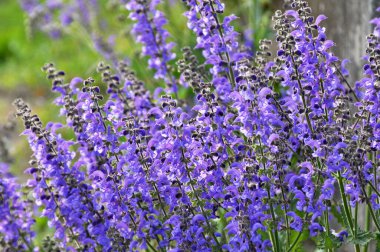 Yaz adaçayı (Salvia pratensis) yabani otlar arasında çiçek açar