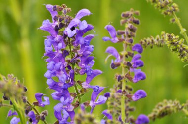 Yaz adaçayı (Salvia pratensis) yabani otlar arasında çiçek açar