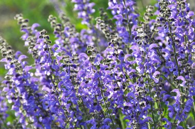Yaz adaçayı (Salvia pratensis) yabani otlar arasında çiçek açar