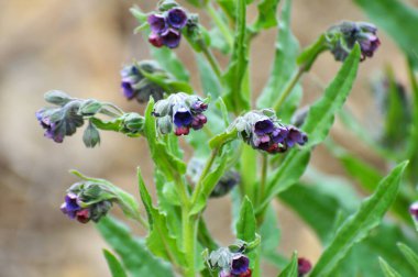 Vahşi doğada, Cynoglossum otlar arasında çiçek açar.