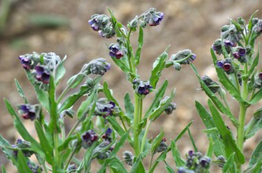 Vahşi doğada, Cynoglossum otlar arasında çiçek açar.