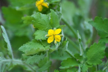 Çelidonyum majus yaprakları ve sarı çiçekleri vahşi doğada yetişiyor.