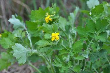 Çelidonyum majus yaprakları ve sarı çiçekleri vahşi doğada yetişiyor.