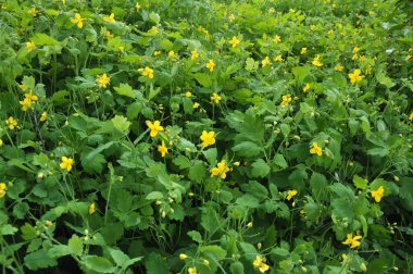 Çelidonyum majus yaprakları ve sarı çiçekleri vahşi doğada yetişiyor.