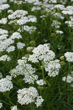 Yarrow (Achillea) otlar arasında vahşi doğada çiçek açar