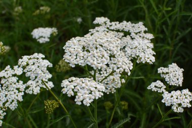 Yarrow (Achillea) otlar arasında vahşi doğada çiçek açar
