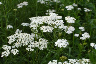 Yarrow (Achillea) otlar arasında vahşi doğada çiçek açar