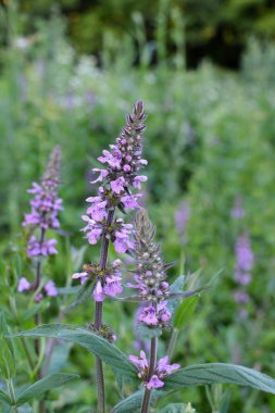 Stachys Palustris yabani otların arasında büyür.